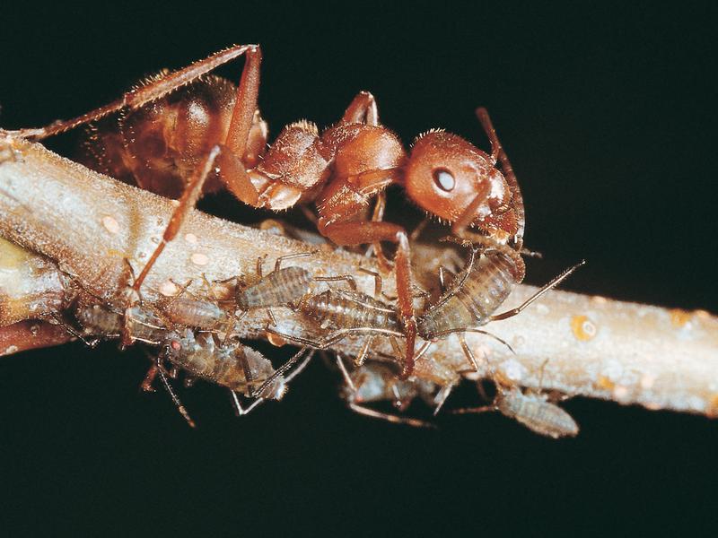 Waldameise beim Melken von Baumläusen. 