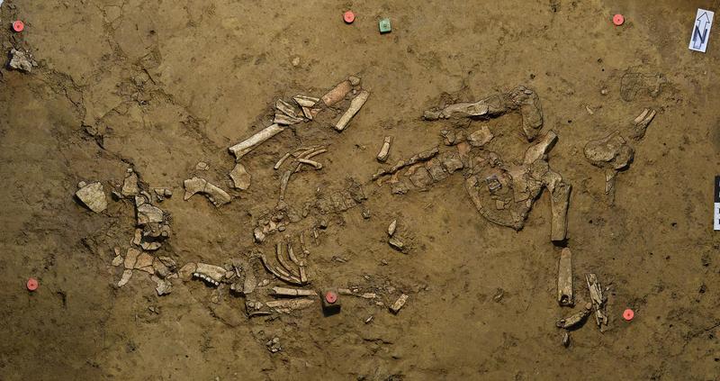 The Early Bronze Age female burial as found. The green pin (top center) marks the place the gold spiral was uncovered.