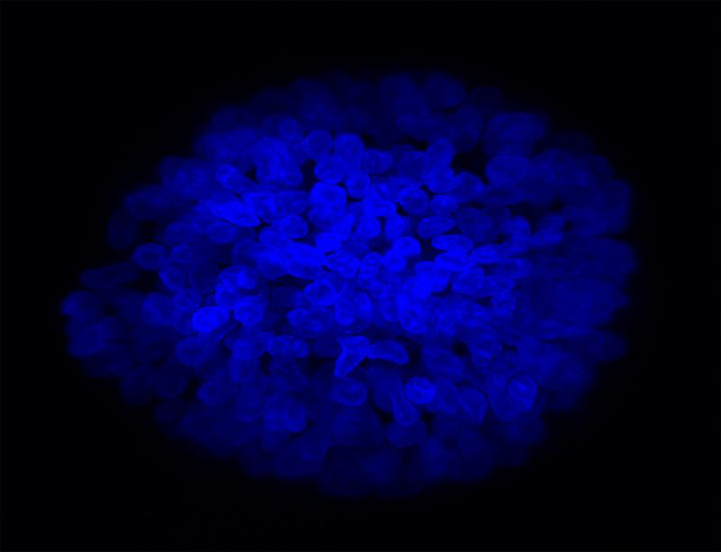 Nuclei of a human pancreatic organoid.