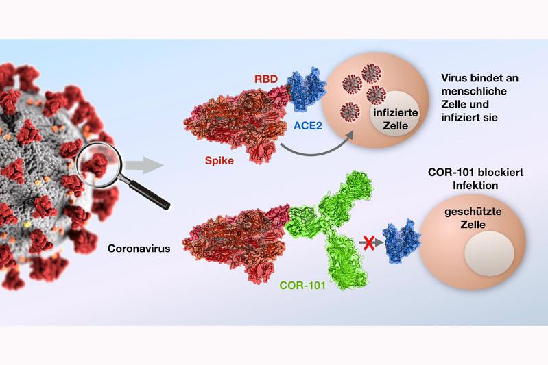Wie wirkt der Antikörper COR-101 gegen das SARS-CoV-2-Virus?