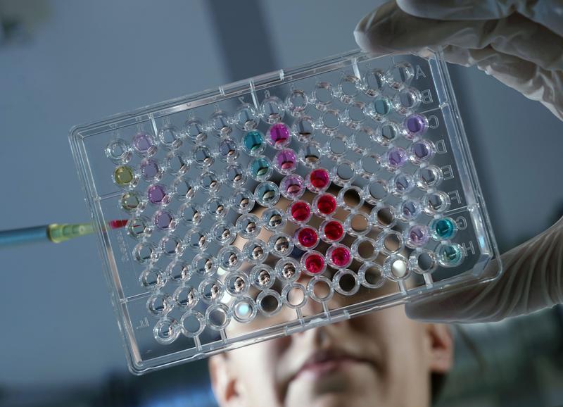  Eine Chemikerin im SFB Polytarget bringt mit einer Pipette Zellproben in eine Mikrotiterplatte ein. 