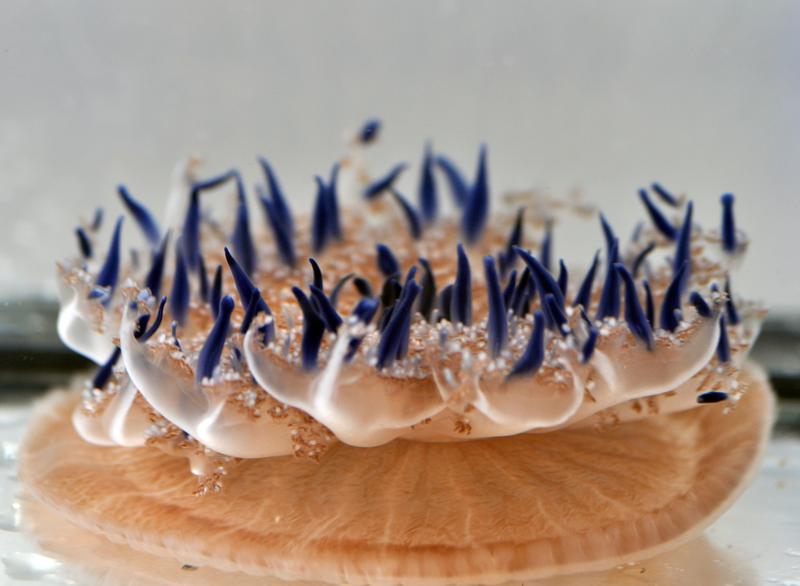 Mangrove jellyfish in the ZMT's seawater facility