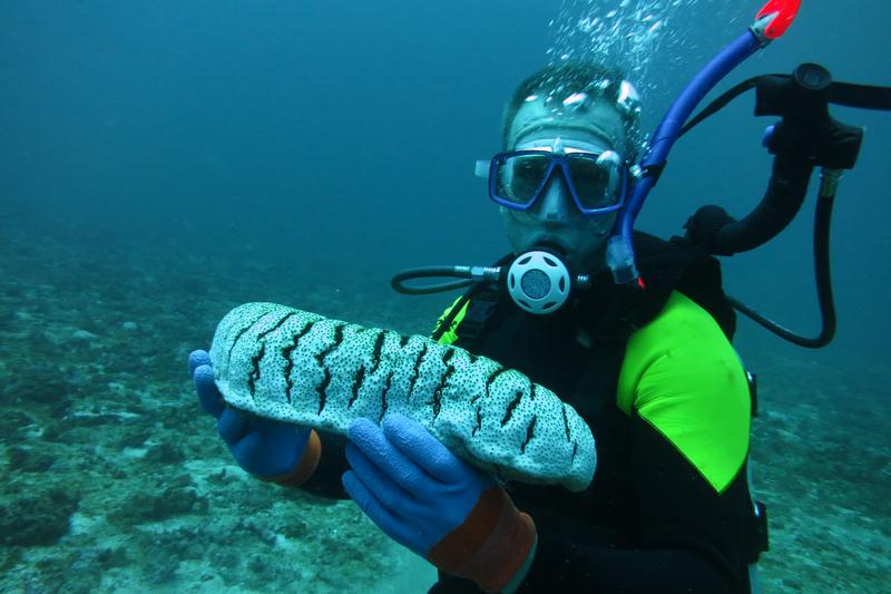 An interesting candidate for integrated aquaculture (IMTA) are sea cucumbers, here a Philippine specimen