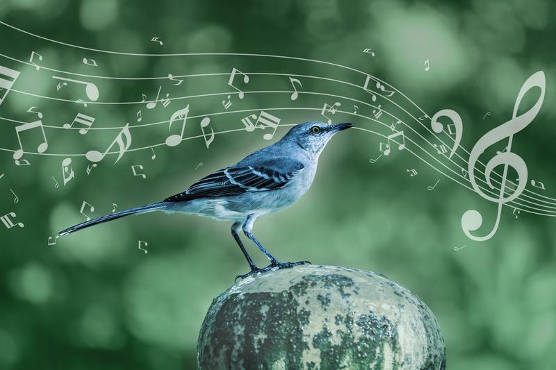 The Mockingbird Uses Musical Techniques Like Those of Humans.