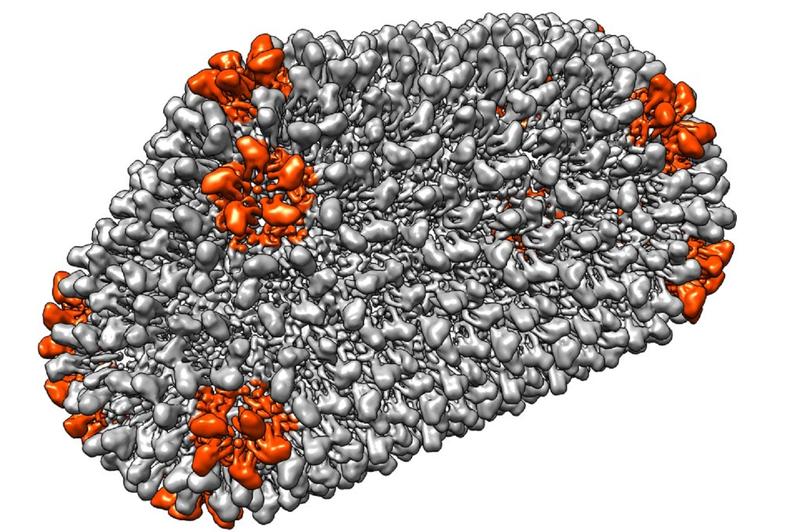 Protective shell. The so-called capsid protects the genetic information of a virus and is far more flexible than previously thought. Its proteins are organized in hexamers (grey) and pentamers (orange).