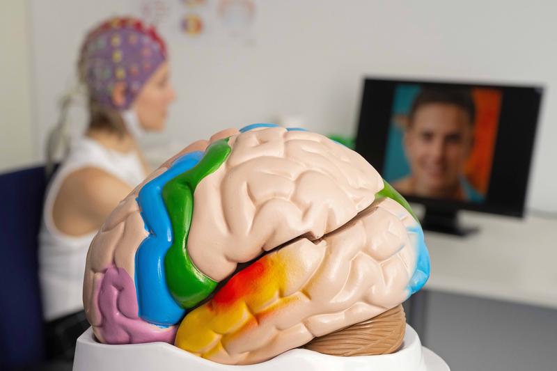 Modell eines menschlichen Gehirns, im Hintergund eine Versuchsperson mit EEG-Elektroden-Kappe. 