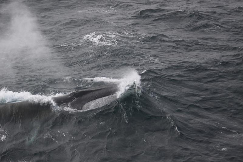 Fin whale in the Southern Ocean
