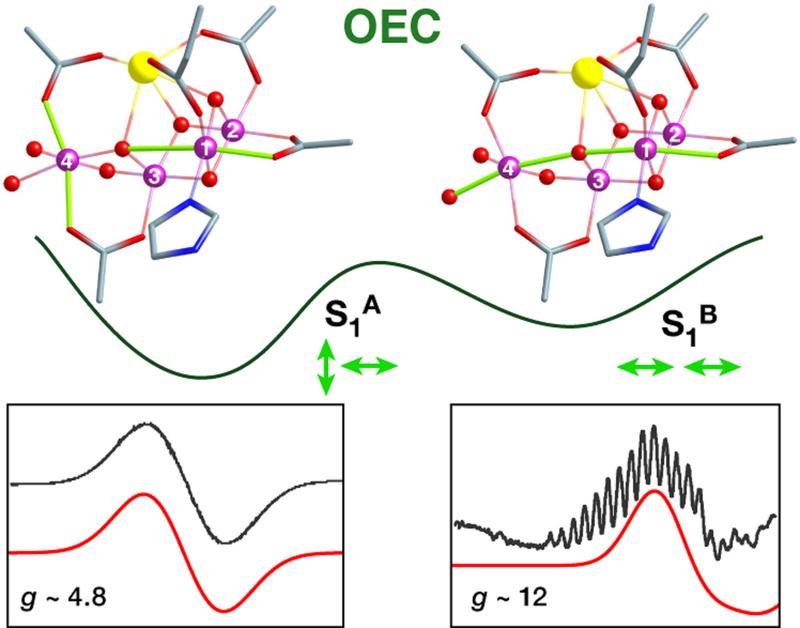 Zwei Isomere des wasseroxidierenden Katalysators mit Hilfe von Quantenchemie und EPR Spektroskopie entdeckte strukturelle Heterogenität