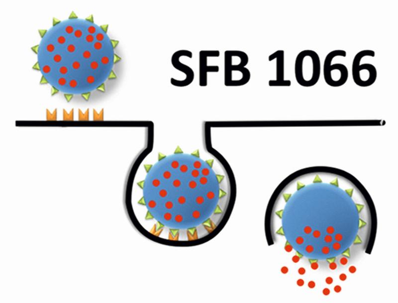 Logo des SFB 1066; 