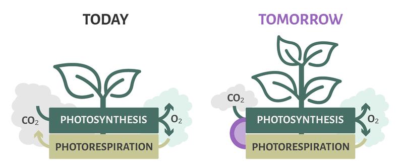 Das Team von Gain4Crops hat eine Lösung gefunden, um die Photorespiration und den C4-Stoffwechsel, zwei der wichtigsten Ansatzpunkte zur Verbesserung der Ernteerträge, miteinander zu verbinden. 