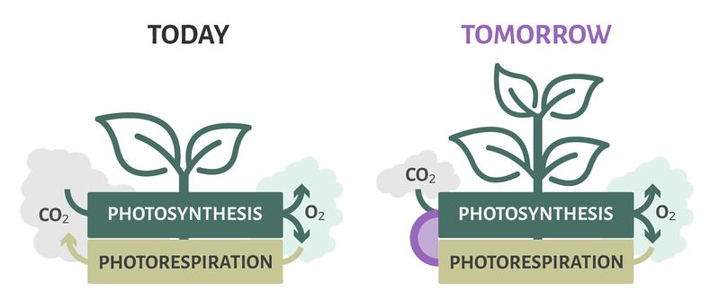The Gain4Crops team has found a solution to link photorespiration and C4 metabolism, two of the most important approaches to improving crop yields.