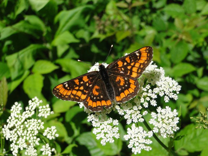 The scarce fritillary (Euphydryas maturna) feeds exclusively on ash trees and needs moist, light forests as a habitat. The species scored lowest among the 158 species studied for urban affinity and is likely to continue to decline in Europe.