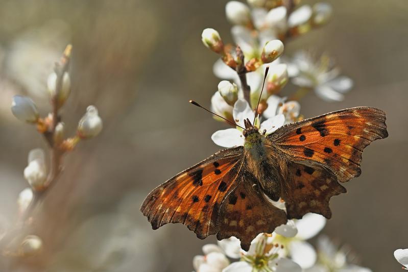 The southern comma feeds on many different plants and is distributed in different climatic zones. Among all species studied, this one achieved the highest value for urban affinity. The southern comma should remain relatively unaffected by 