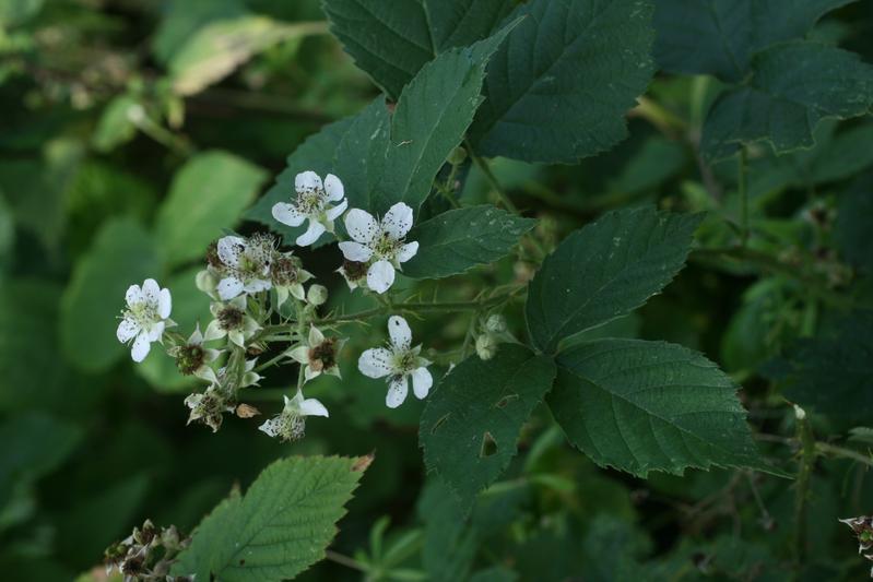 Die neu beschriebene Brombeer-Art Rubus cuspidatoides. Die Art ist bisher nur aus Hessen bekannt und in ihrer Verbreitung im Wesentlichen auf die Hessische Rheinebene und den Odenwald beschränkt. 