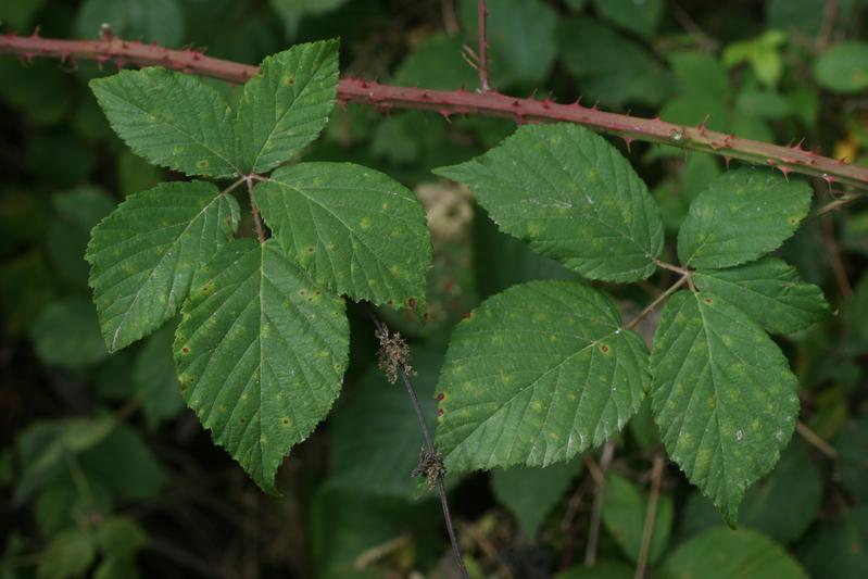 Die neu entdeckte Art Rubus senticops. 