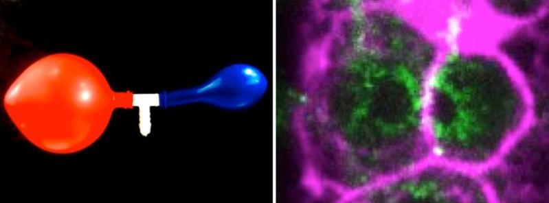 Hydraulic instabilities dictate the volumes of germ cells and balloons