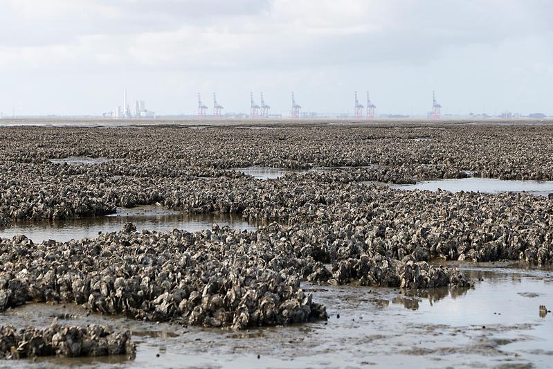 Das Austernriff Kaiserbalje auf dem Hohe Weg Watt zwischen Wilhelmshaven und Bremerhaven. Im Hintergrund sind die Hafenanlagen von Wilhelmshaven zu sehen. 