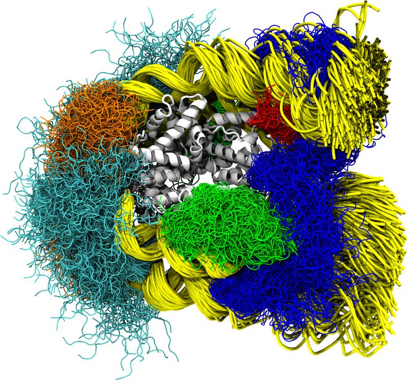 Drei Mikrosekunden aus der Lebenszeit eines Nukleosoms: Die Schnappschüsse wurden alle vier Nanosekunden aufgenommen und dabei von der Kernregion der Histone überlagert. 