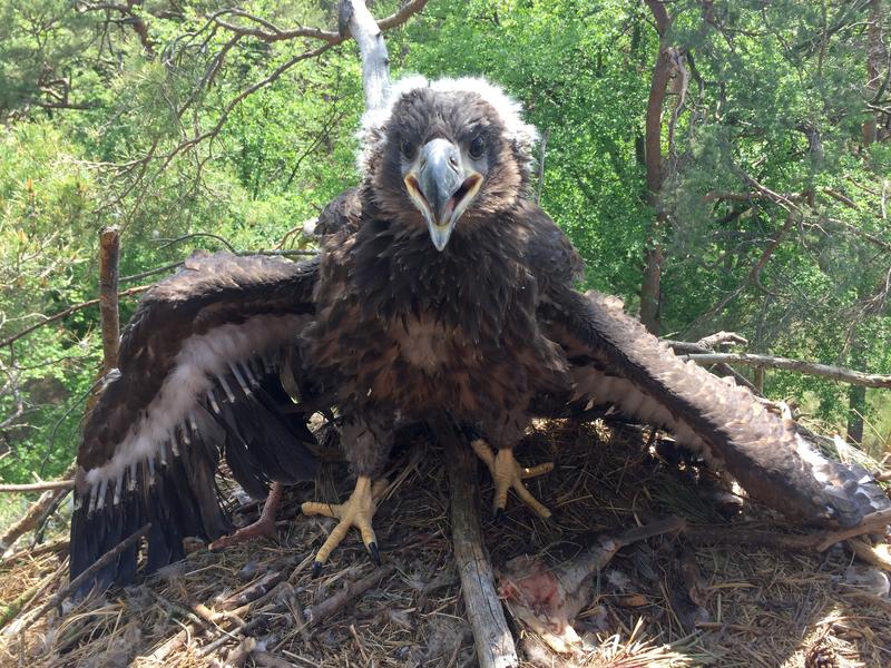 Juvenile white-tailed sea eagle in the parental nest