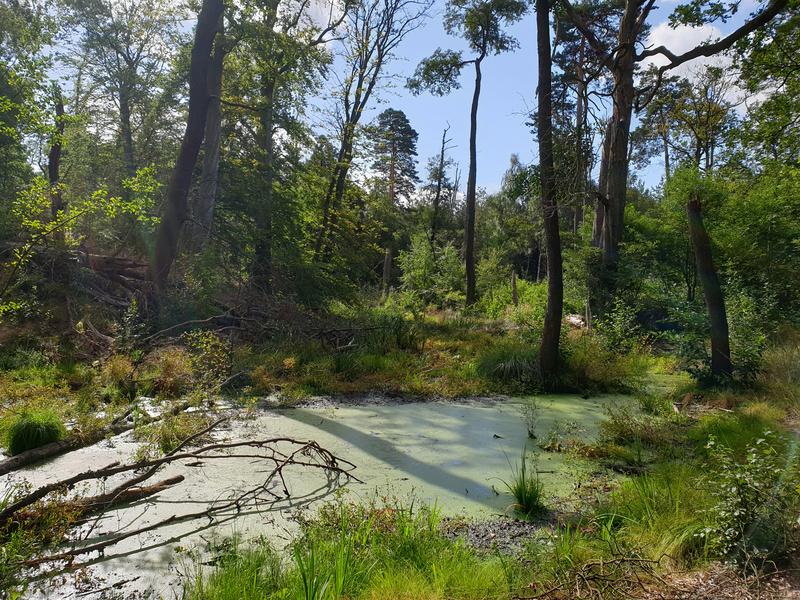 In seinen Wäldern setzt das DBU Naturerbe auf Naturverjüngung – junge Gehölze erwachsen aus den Samen der umliegenden Bäume.