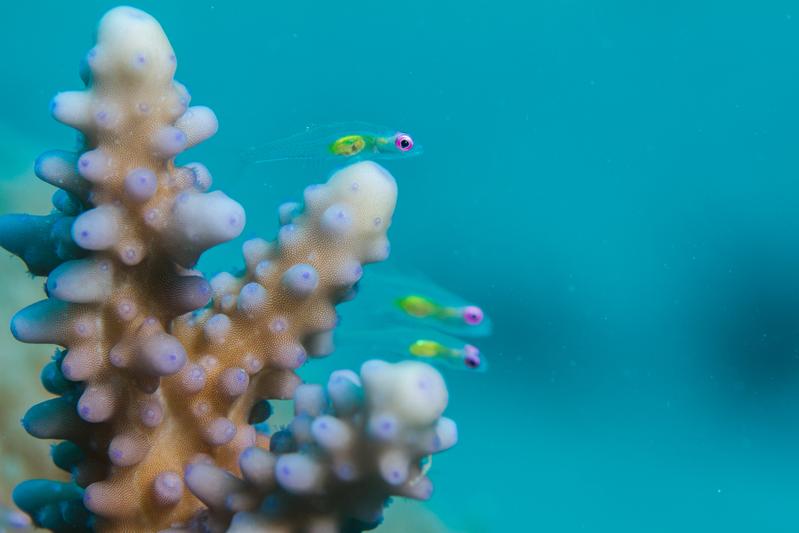 Red Sea Corals