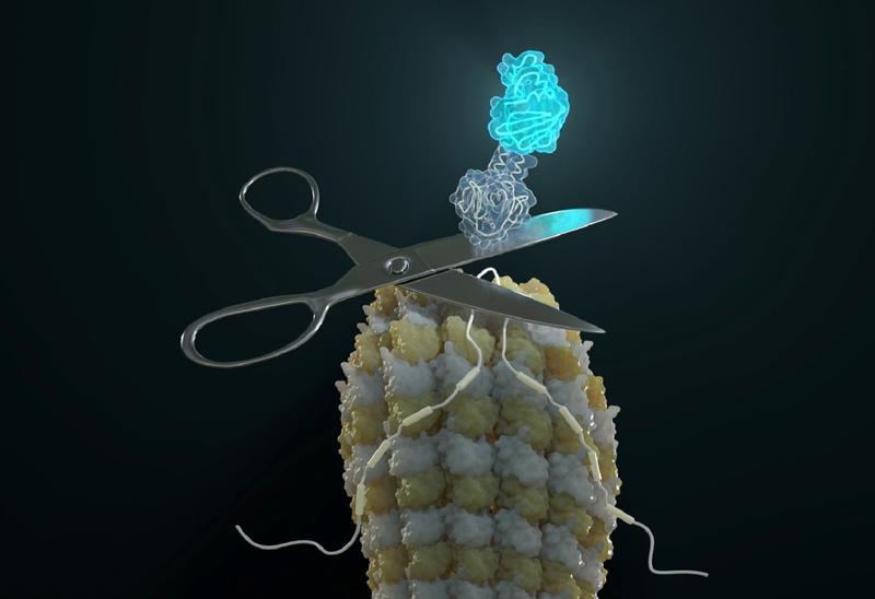Designer-Protein schneidet sich selbst nichtinvasiv aus dem Isoform heraus. 