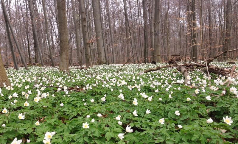 Untersuchungsfläche Buchenwald bei Hainich-Dün 