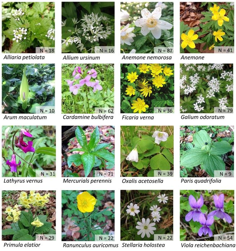 These 16 early-flowering forest understorey species were included in the study. The number at the bottom of each picture shows at how many of the 100 sites a species occurred.