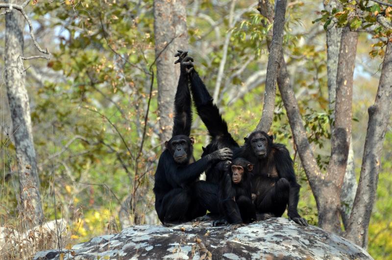  	Schimpansen und andere afrikanische Menschenaffen könnten in den nächsten 30 Jahren bis zu 94 % ihres Verbreitungsgebietes verlieren.