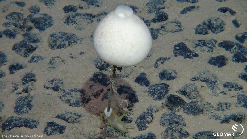 Schwamm der Art Hyalonema obtusum in der Clarion-Clipperton-Zone. Am Stil des Schwammes wachsen Amphipoden und Nesseltiere, während zu Füßen des Stiels eine Seegurke sitzt.