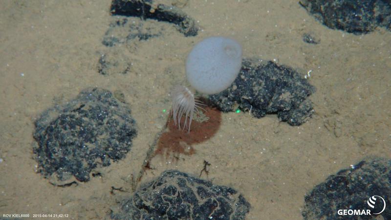 Schwamm der Art Hyalonema ovuliferum mit Anemonen, die an seinem Stiel sitzen. Der Schwamm selbst ist durch den Stiel an einer Manganknolle in der Clarion-Clipperton Zone befestigt. 