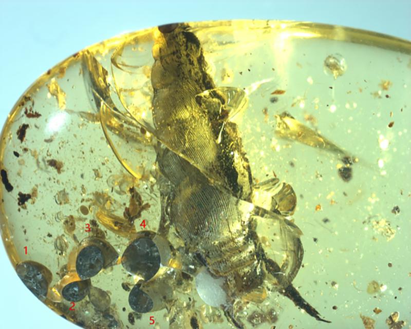 99 Millionen Jahre alte Lebendgeburt in Bernstein: Die weibliche Schnecke und ihre fünf Jungtiere. 