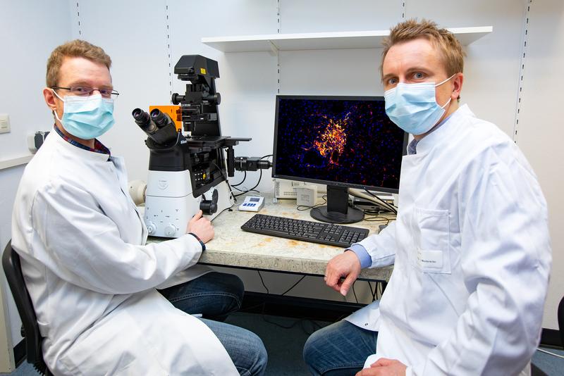PD Dr. Ingmar Mederacke (rechts) und PhD-Student Florian Hamberger vor einer fluoreszenzmikroskopischen Aufnahme einer Metastase mit aus hepatischen Sternzellen stammenden Krebs-assoziierten Fibroblasten. 