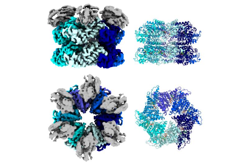 The structure of Drg1 with the inhibitor diazaborine in side view (top) and top view (bottom). The AAA-domains are arranged around the open central pore.