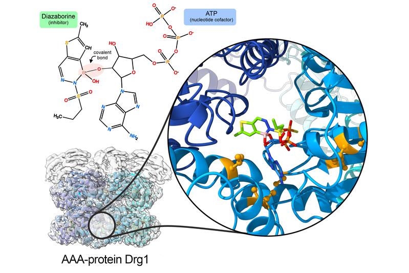 Diazaborine piggybacks on a nucleotide (ATP) that is bound to Drg1 to inhibit the protein’s activity.