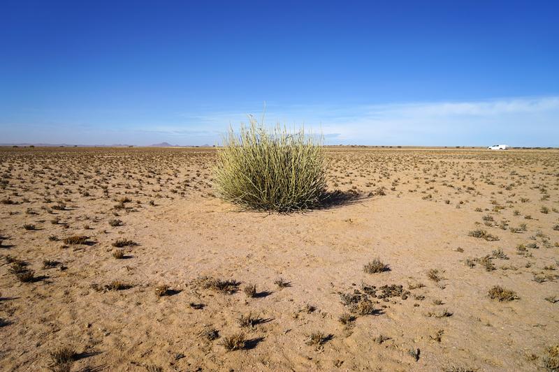 Ein vitaler Euphorbia-damarana-Busch, der am Rande eines viel größeren Feenkreises in der Region Brandberg wächst. Die Größenverteilung der abgestorbenen Sträucher stimmte nicht mit den Größen der Feenkreise in der Studie überein.