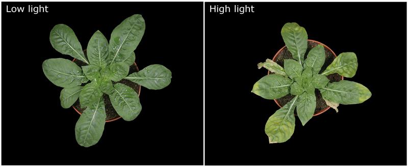 Light-dependent change in leaf colour of incompatible evening primroses.  In low light (left), the hybrid appears normal. In stronger light (right) it suffers light damage, which is due to disturbed photosynthesis.