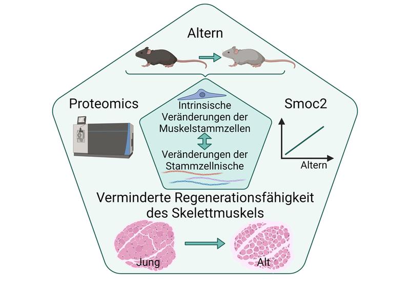 Proteomanalysen werfen ein neues Licht auf Veränderungen, die während des Alterns in Muskelstammzellen und ihrer Umgebung auftreten. Das Protein Smoc2 ist einer der Faktoren, die zur beeinträchtigten Muskelregeneration im Alter beitragen.