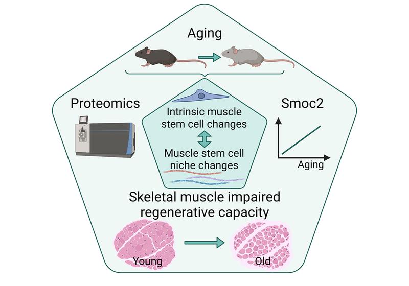 Proteomic analyses shed new light on the alterations that occur in muscle stem cells and their surrounding environment during aging and identify Smoc2 as one of the factors contributing to impaired muscle regeneration at old age.