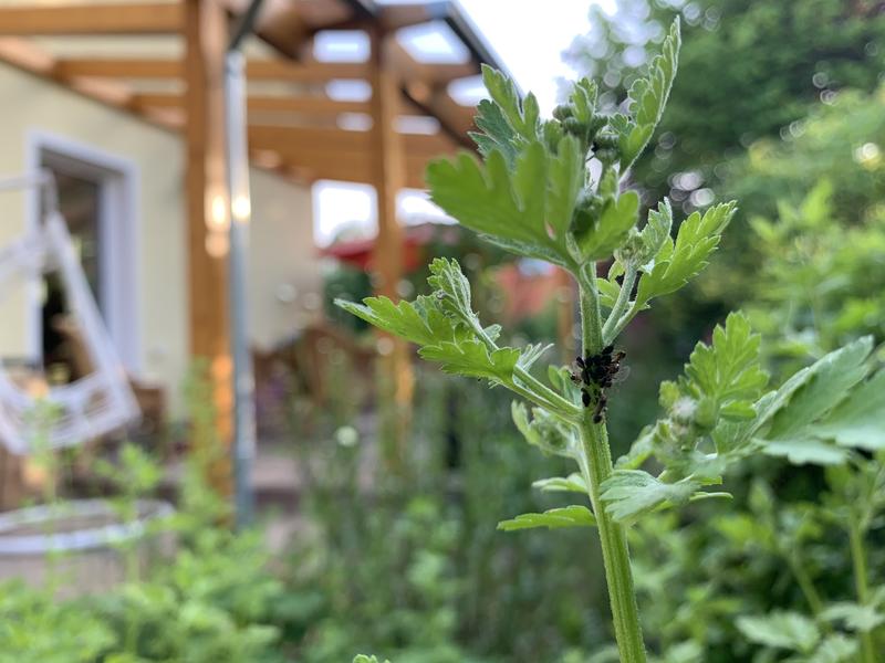 Blattlausbefall im Garten