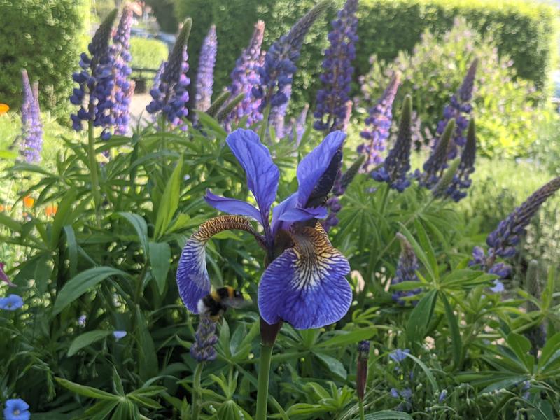 Schwertiris und Lupinen im Vorgarten