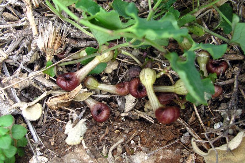 Aristolochia microstoma