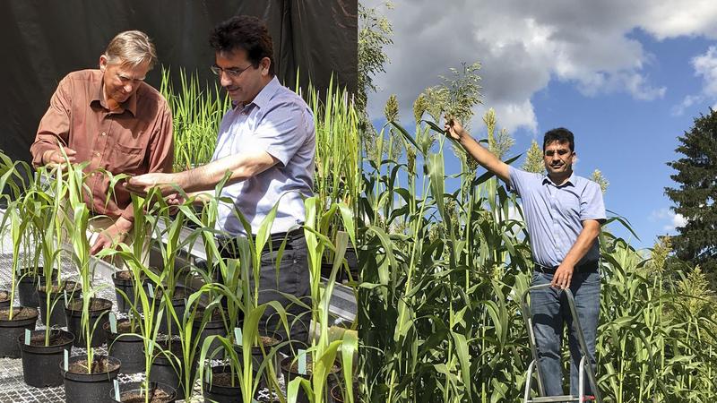 Die von Forschenden des KIT entwickelte Hirsesorte KIT1 akkumuliert sehr viel Zucker und gedeiht besonders gut unter gemäßigten Klimabedingungen (Fotos: Botanisches Institut, KIT)