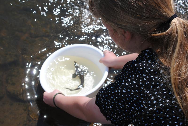 Die Deutschen haben wenig Bezug zu Fischen. Der Schutz von Fischen wird hierzulande eher durch allgemeine pro-ökologische Werthaltungen und Normen gestützt.