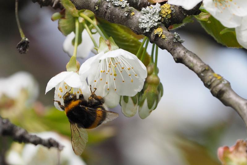 Kirschbäume ziehen Bestäuberinsekten wie die dunkle Erdhummel (Bombus terrestris) an.