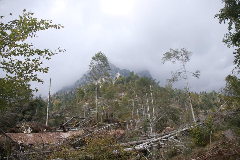 Auswirkungen des Sturms "Vaia" in Italien vom 26. bis 30. Oktober 2018. Insgesamt 28 Menschen verloren ihr Leben und viele Waldbesitzer*innen großen Flächen Wald. Fiera di Primiero, Italien