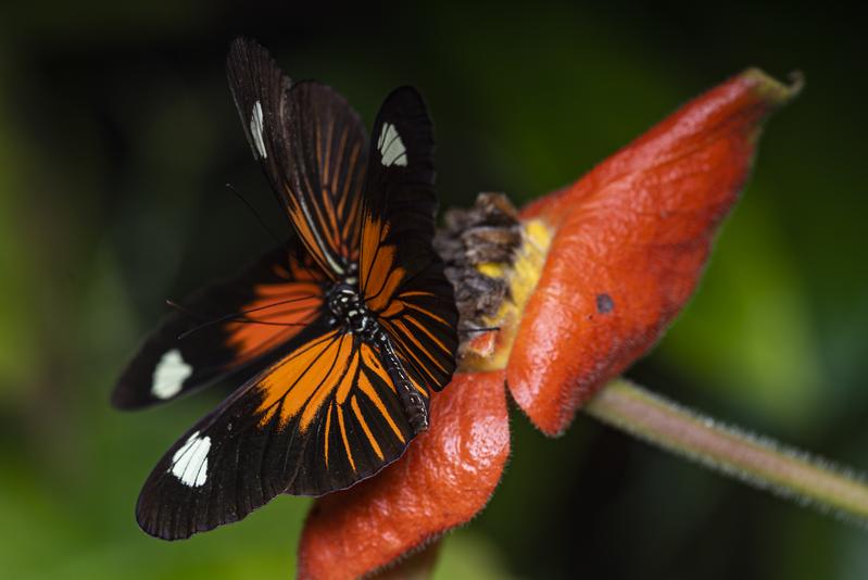 Ein Heliconius-Schmetterling aus dem Tiefland. 