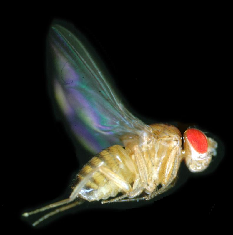 Flügelbewegung im Flug der Taufliege Drosophila. Das Foto zeigt eine Momentaufnahme der Flügelbewegung im oberen Umkehrpunkt des nur fünf Millisekunden dauernden Flügelschlags.