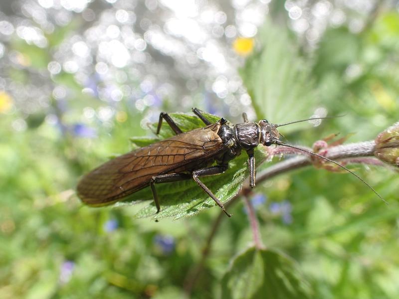 Stonefly (Dinocras sp.): these insects live as larvae in stream channels and as adults on land. 