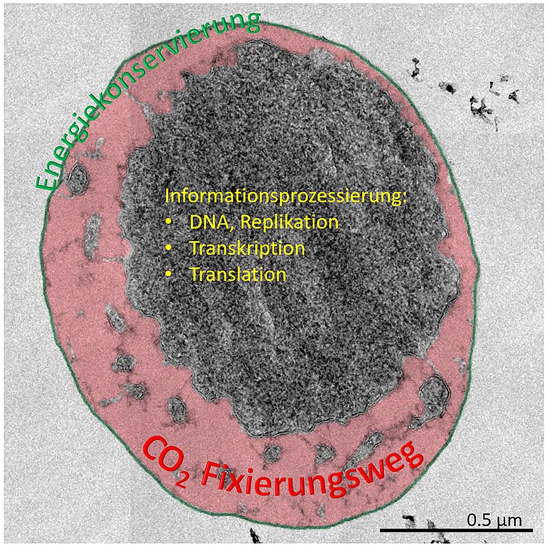 Ignicoccus hospitalis, Ultradünnschnitt. An der äußeren Cytoplasmamembran (grün) findet die Energiekonservierung statt; im peripheren Kompartiment (rot) sind Enzyme des CO2-Fixierungswegs zu finden. Balken, 0.5 µm.
